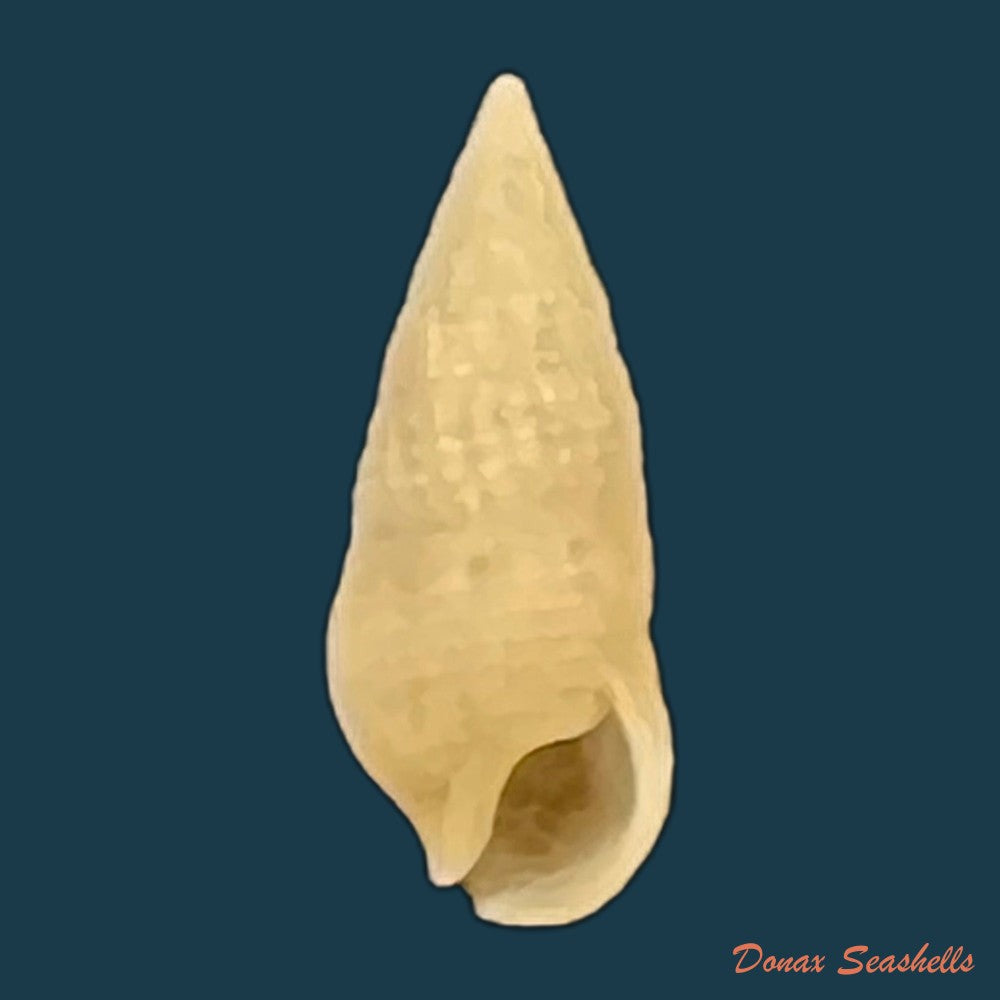 cerithium-nesioticum-pilsbry-vanatta-1906-11-3mm-copia