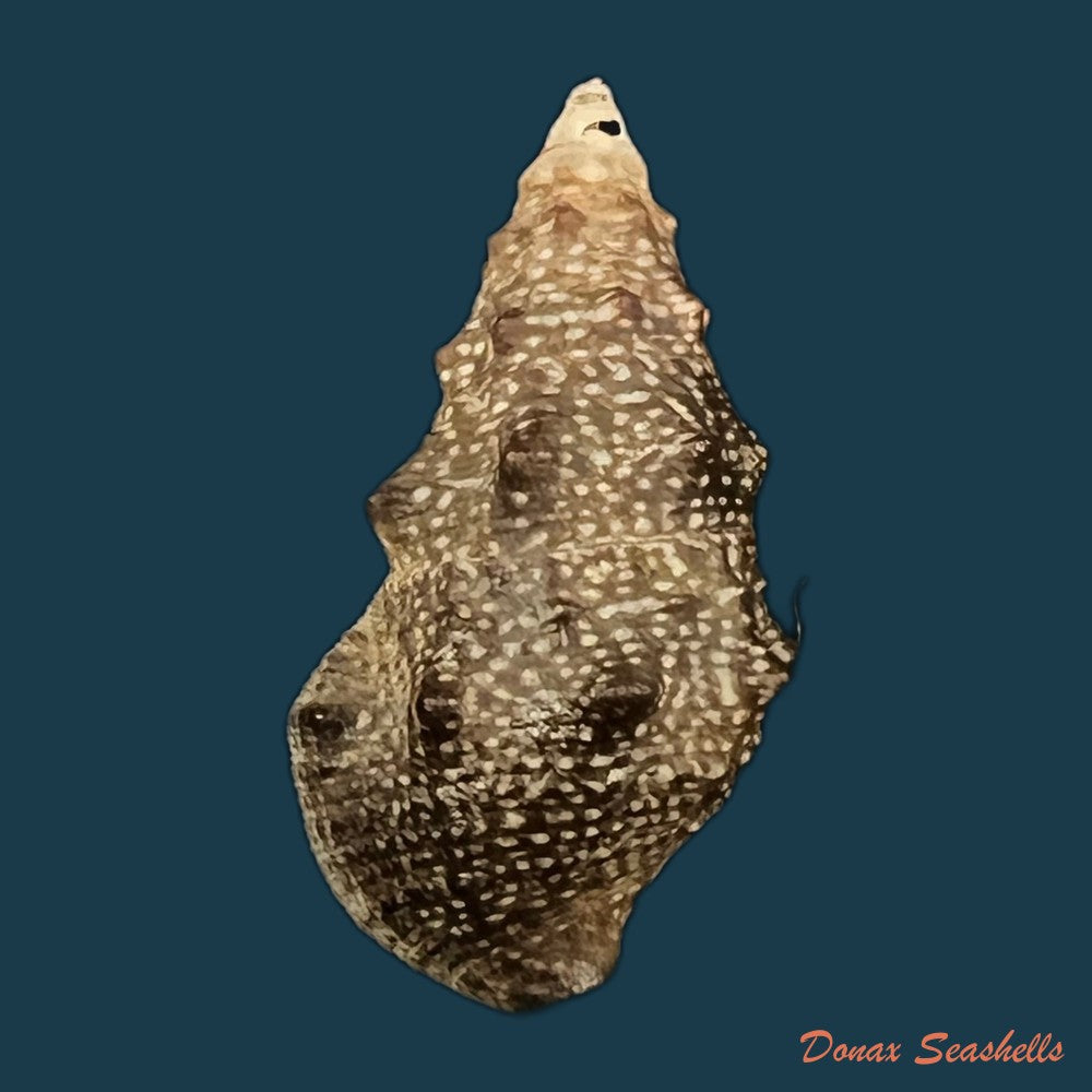 cerithium-stercusmuscarum-valenciennes-1832-24-7mm-copia