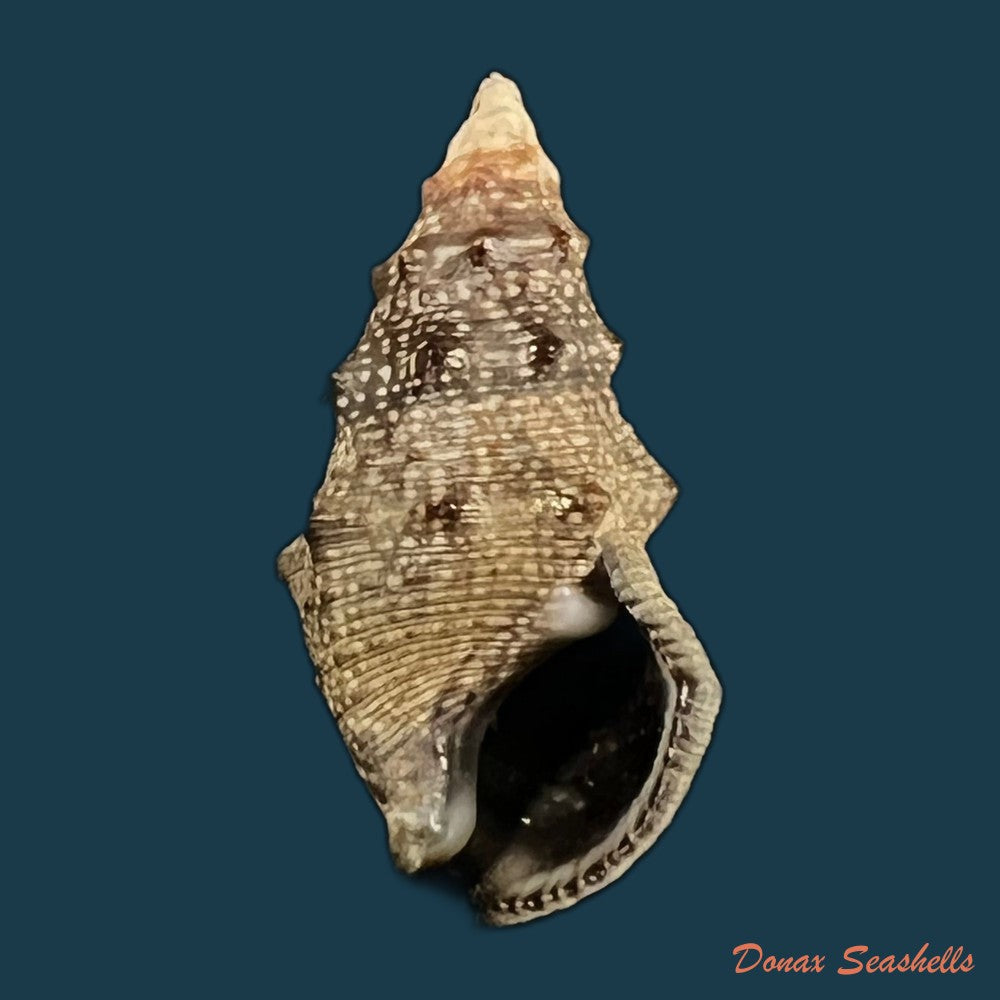 cerithium-stercusmuscarum-valenciennes-1832-24-7mm-copia