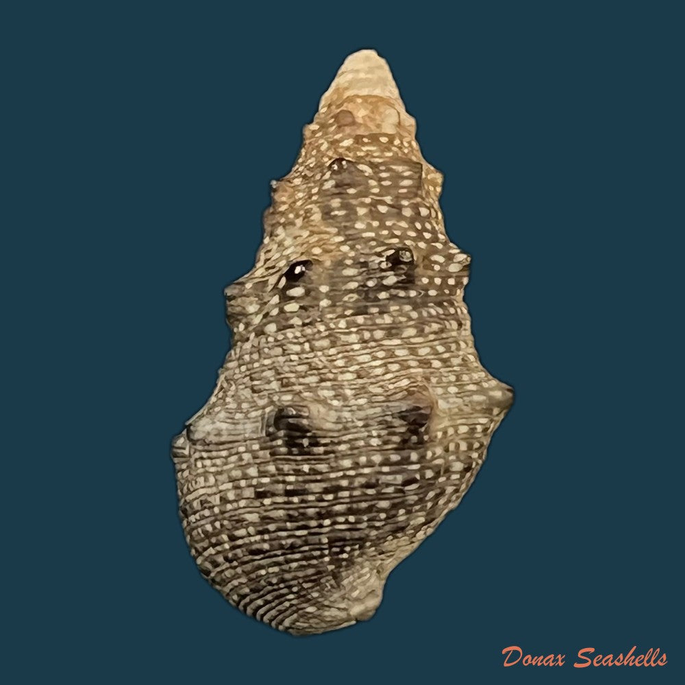 cerithium-stercusmuscarum-valenciennes-1832-26-5mm-copia