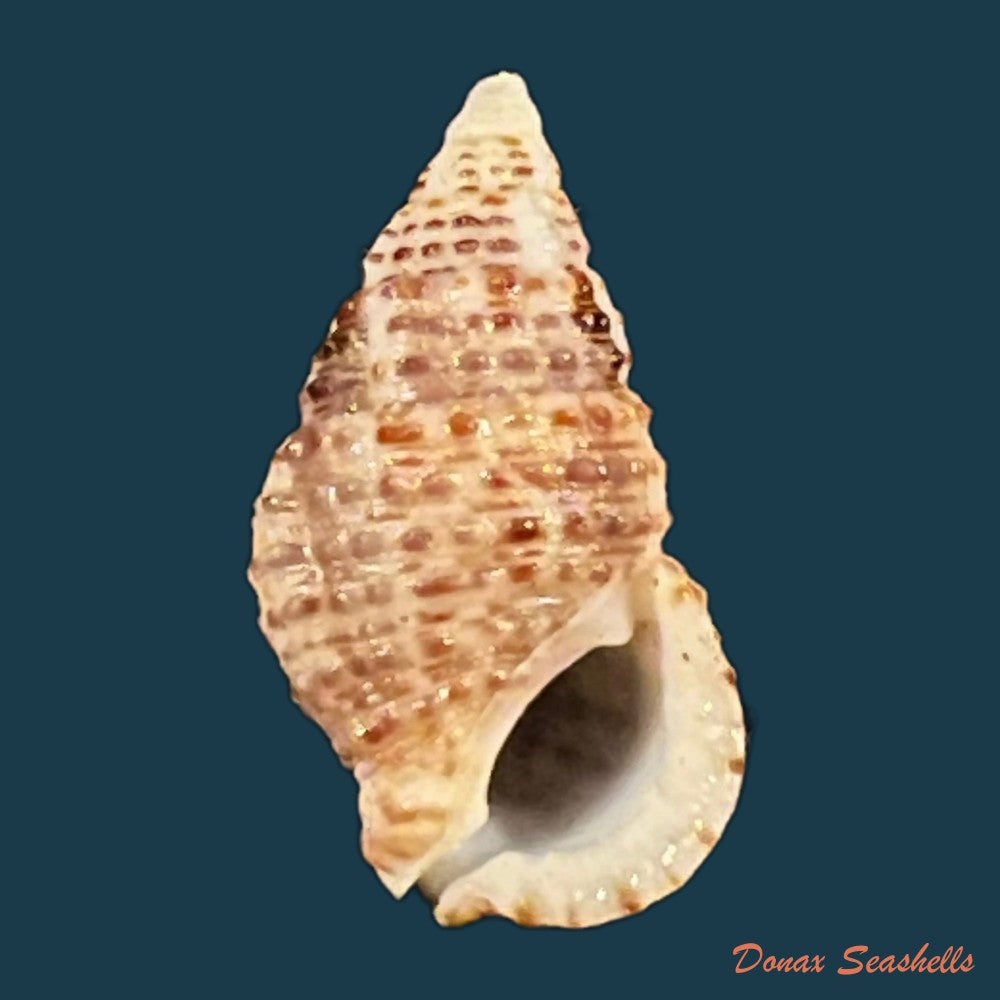 cerithium-stercusmuscarum-valenciennes-1832-26-8mm-copia-1