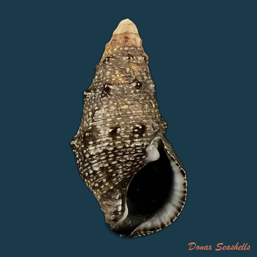 cerithium-stercusmuscarum-valenciennes-1832-26-8mm-copia
