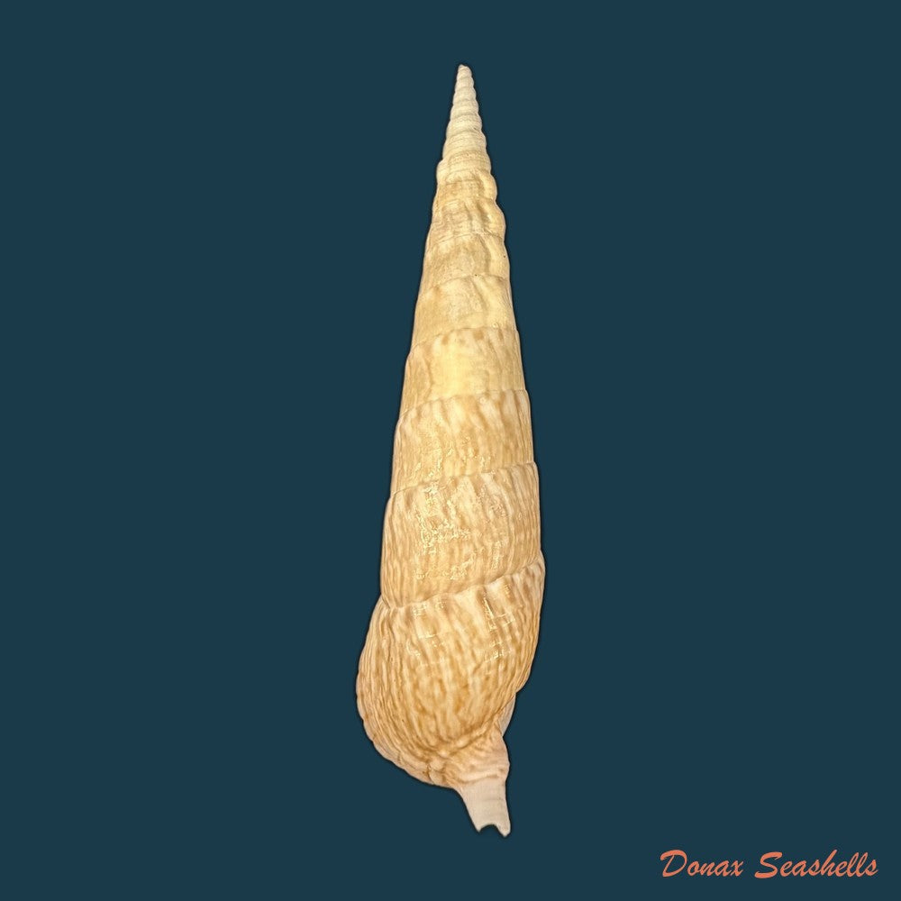 cerithium-zonatum-w-wood-1828-19-3mm-copia