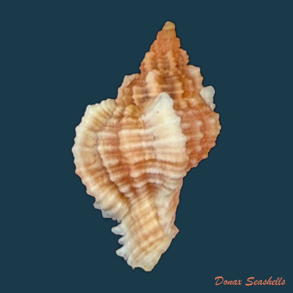 chicoreus-aff-briskasii-a-h-verrill-1953-27-2mm-copia