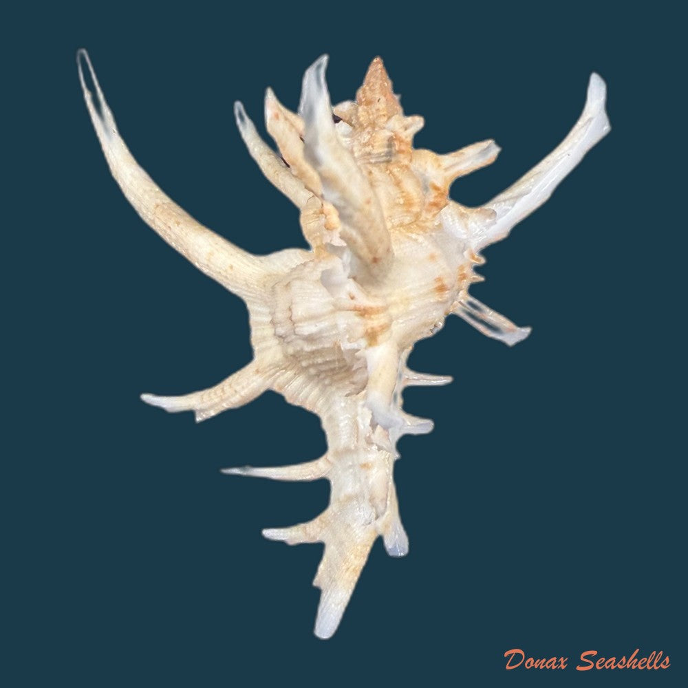 chicoreus-axicornis-lamarck-1822-51-2mm-copia