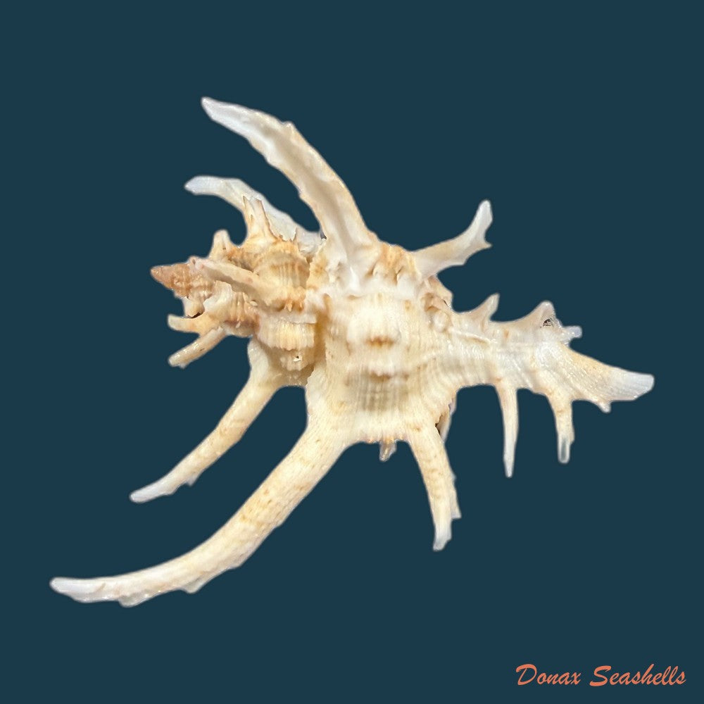 chicoreus-axicornis-lamarck-1822-51-2mm-copia