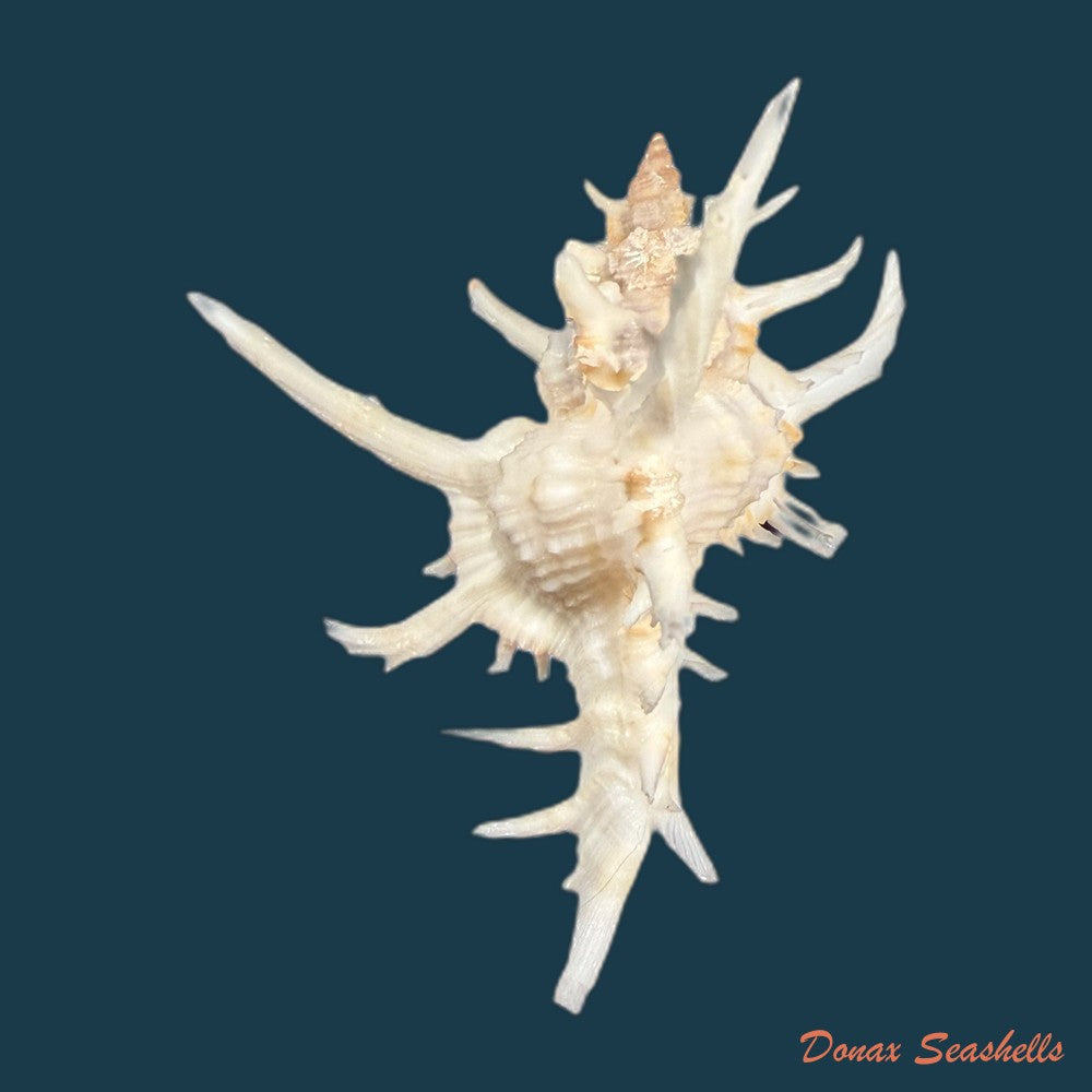 chicoreus-axicornis-lamarck-1822-53-6mm-copia