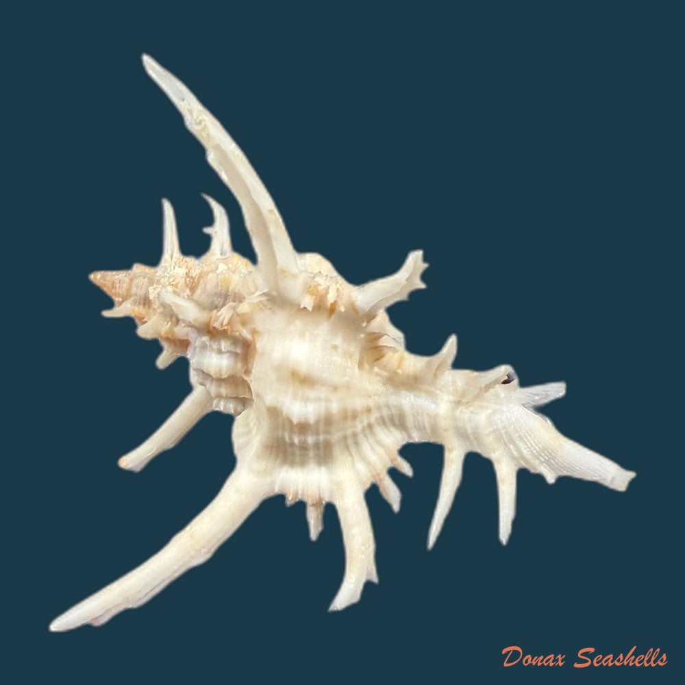 chicoreus-axicornis-lamarck-1822-53-6mm-copia