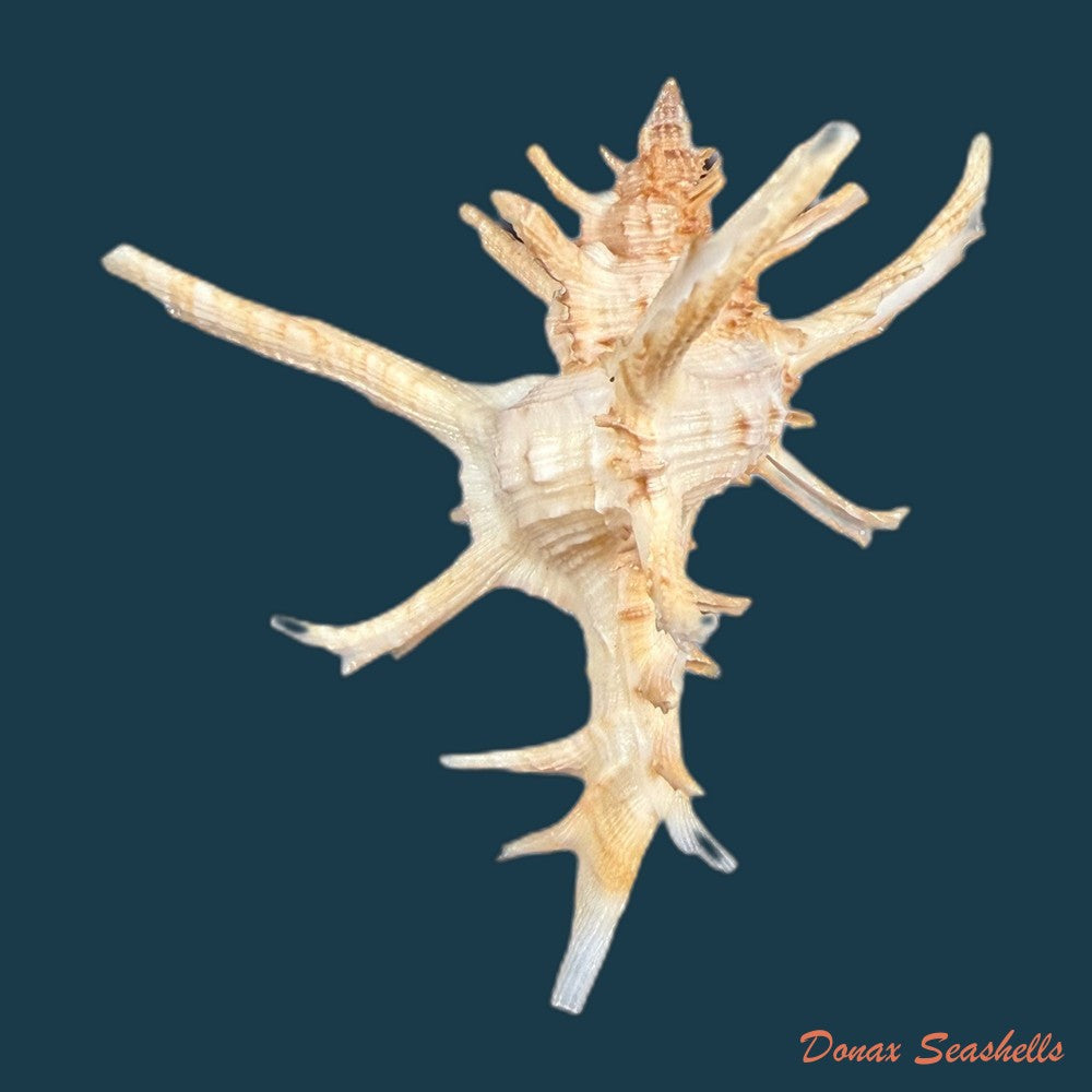 chicoreus-axicornis-lamarck-1822-55-1mm-copia