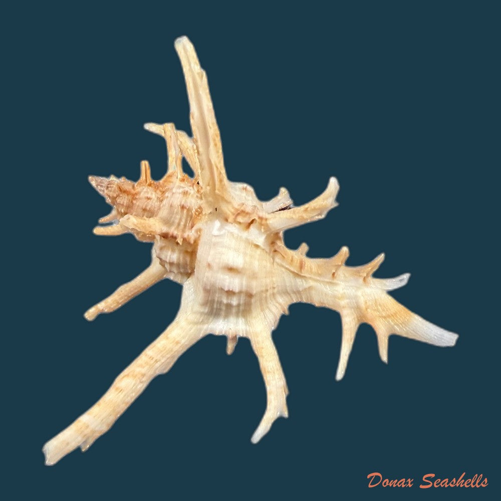 chicoreus-axicornis-lamarck-1822-55-1mm-copia