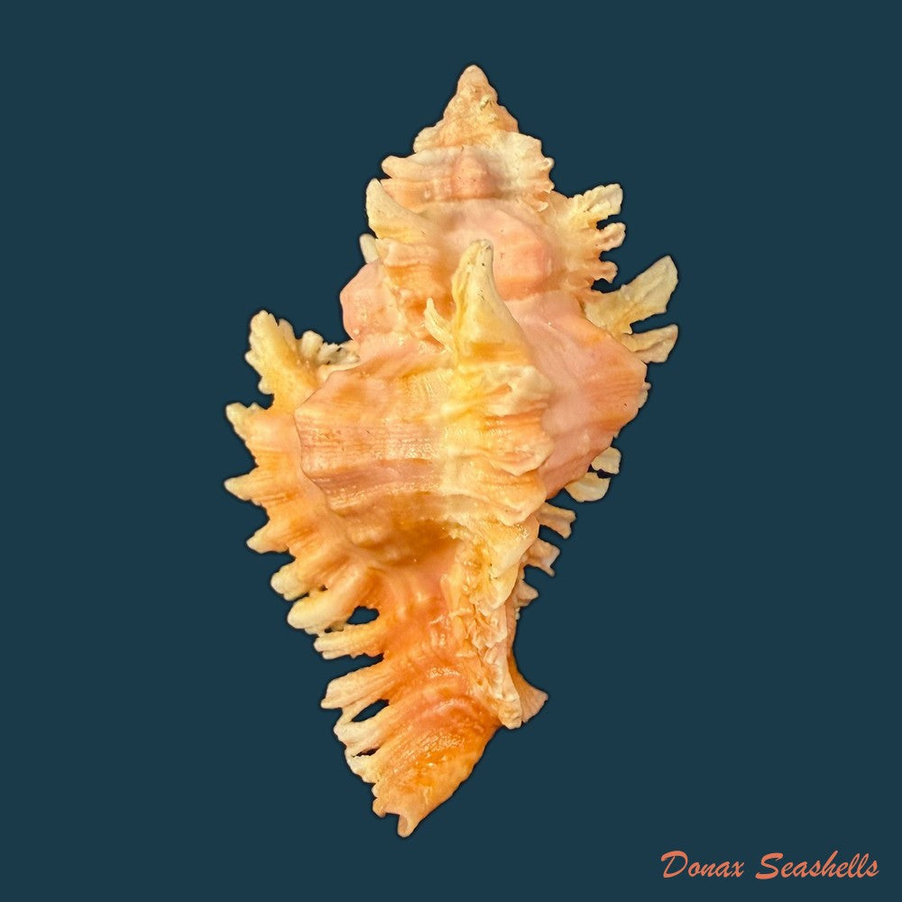 chicoreus-banksii-g-b-sowerby-ii-1841-61-1mm-copia-1