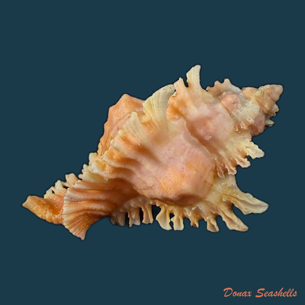 chicoreus-banksii-g-b-sowerby-ii-1841-61-1mm-copia-1