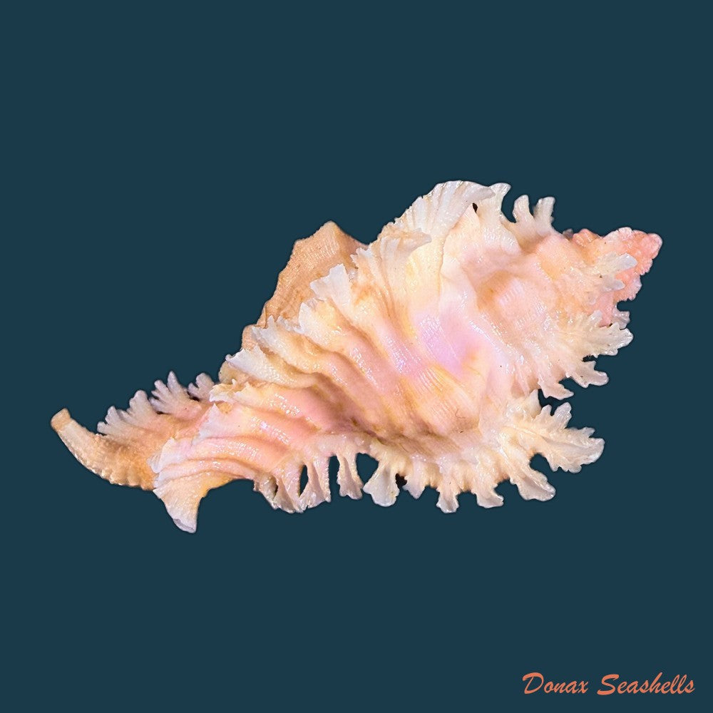 chicoreus-emilyae-petuch-1987-68mm-copia