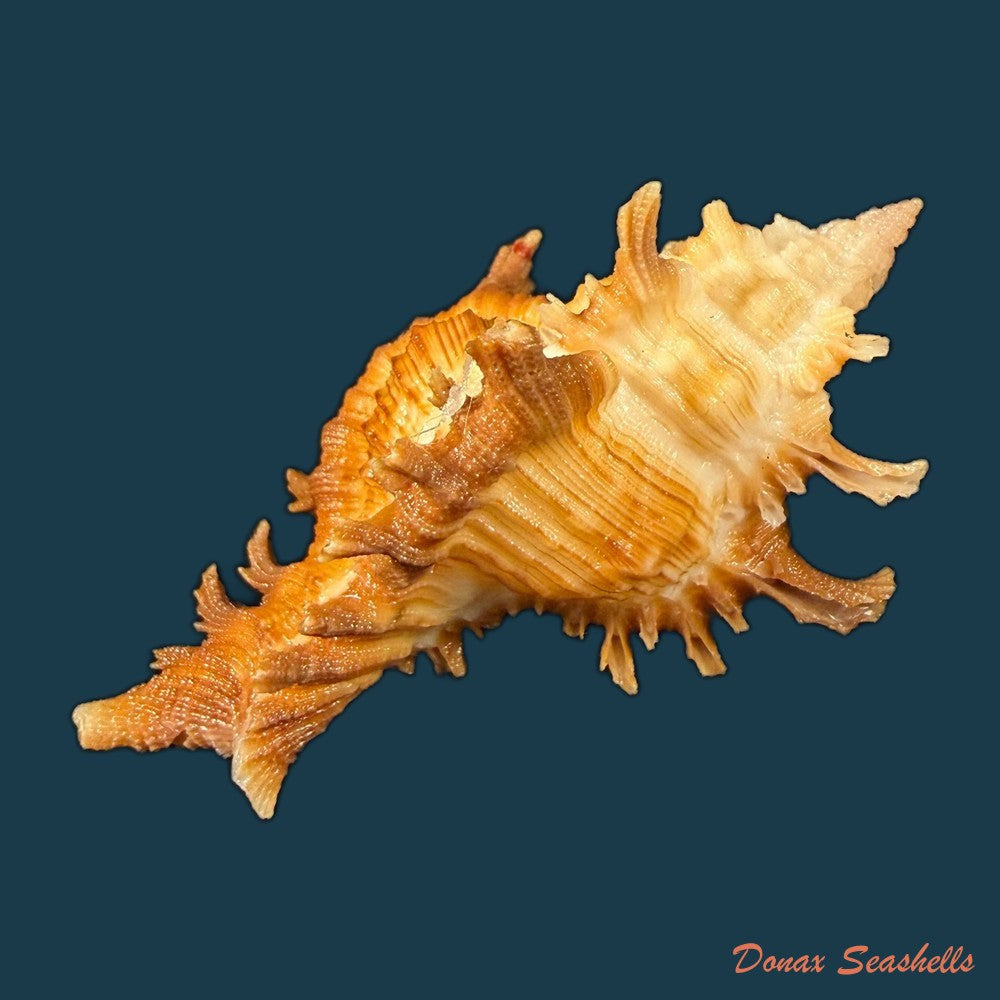 chicoreus-hilli-petuch-1990-27-5mm-copia