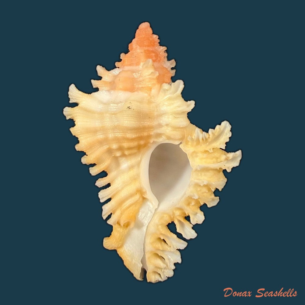 chicoreus-rachelcarsonae-petuch-1987-52-1mm-copia