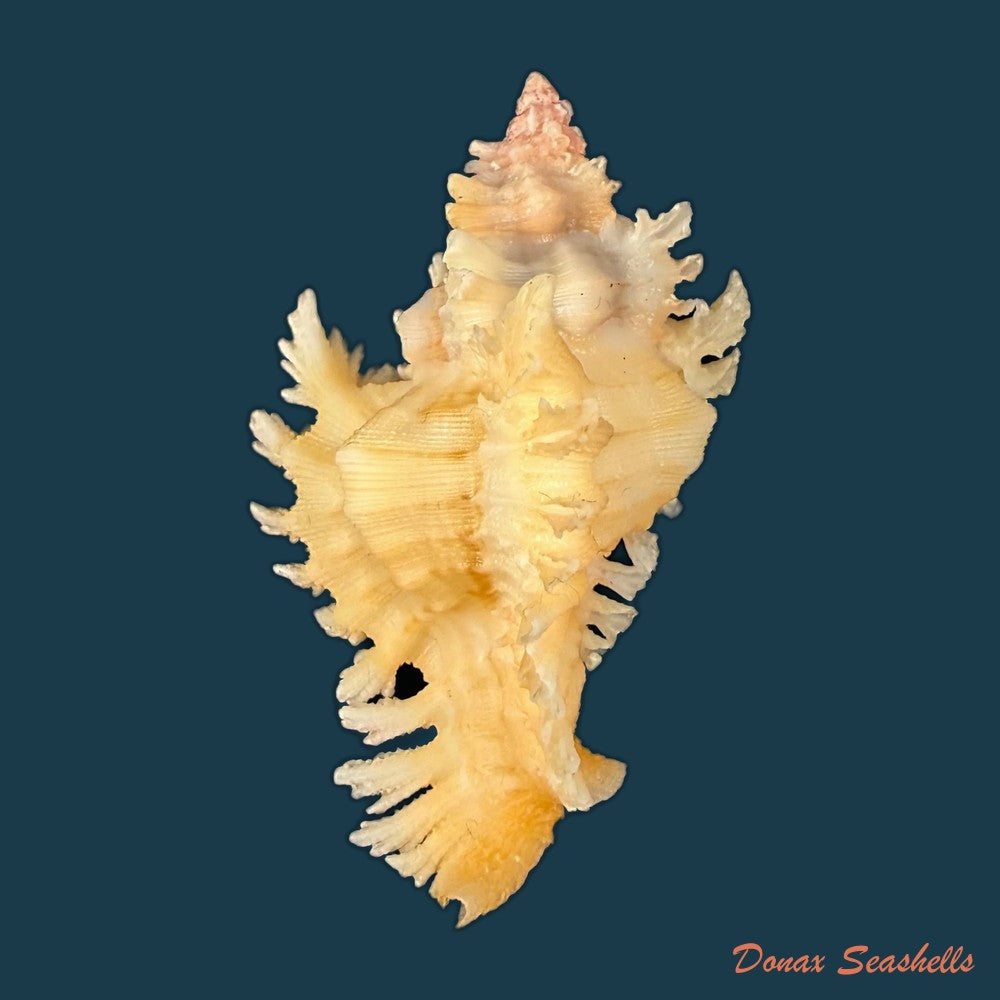 chicoreus-rachelcarsonae-petuch-1987-61-6mm-copia
