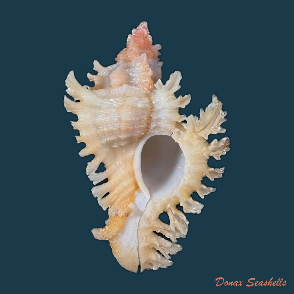 chicoreus-rachelcarsonae-petuch-1987-61-6mm-copia