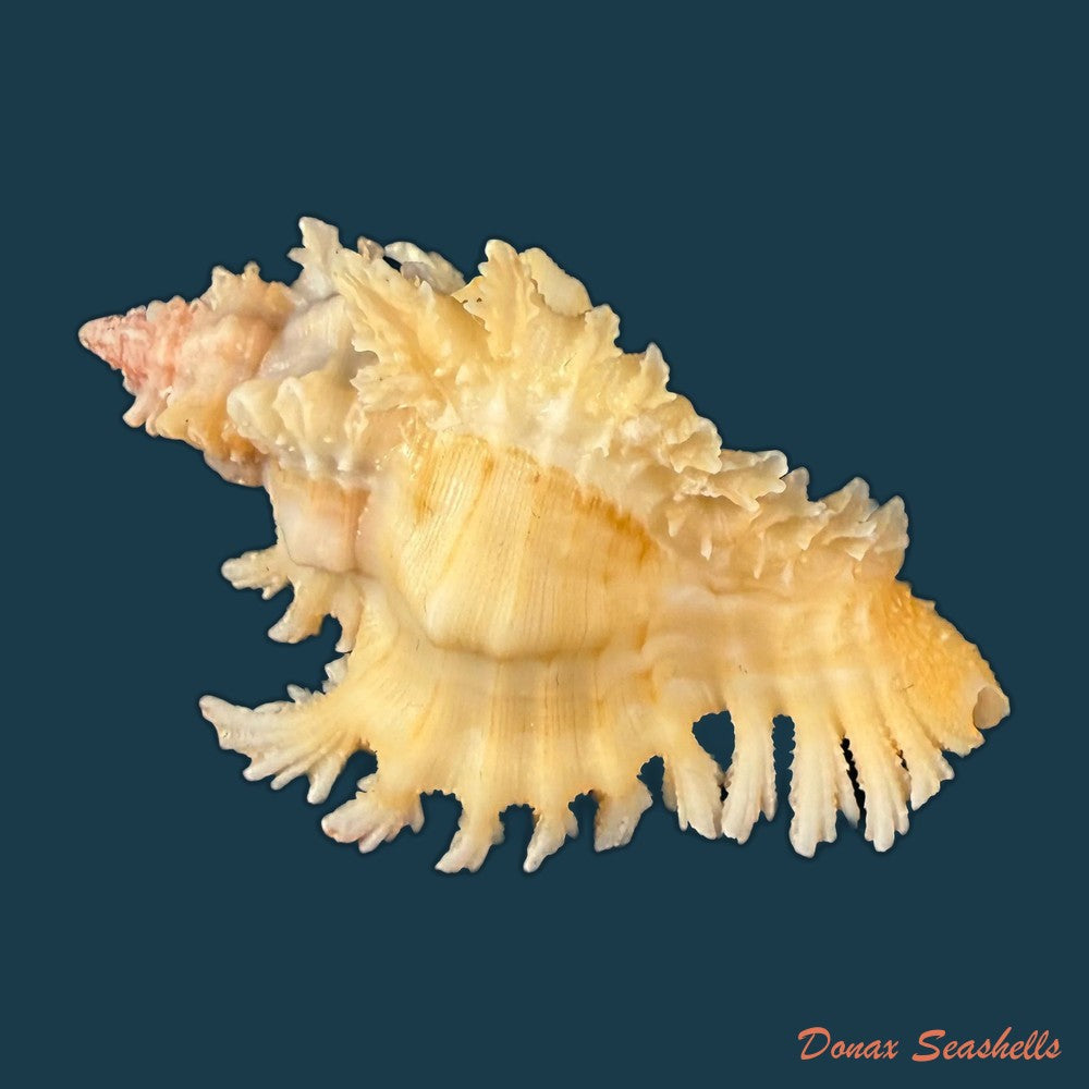 chicoreus-rachelcarsonae-petuch-1987-61-6mm-copia