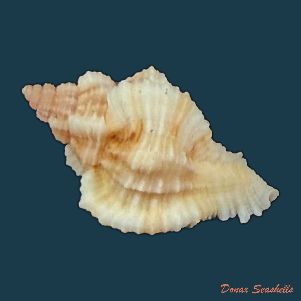chicoreus-sp-19mm-copia