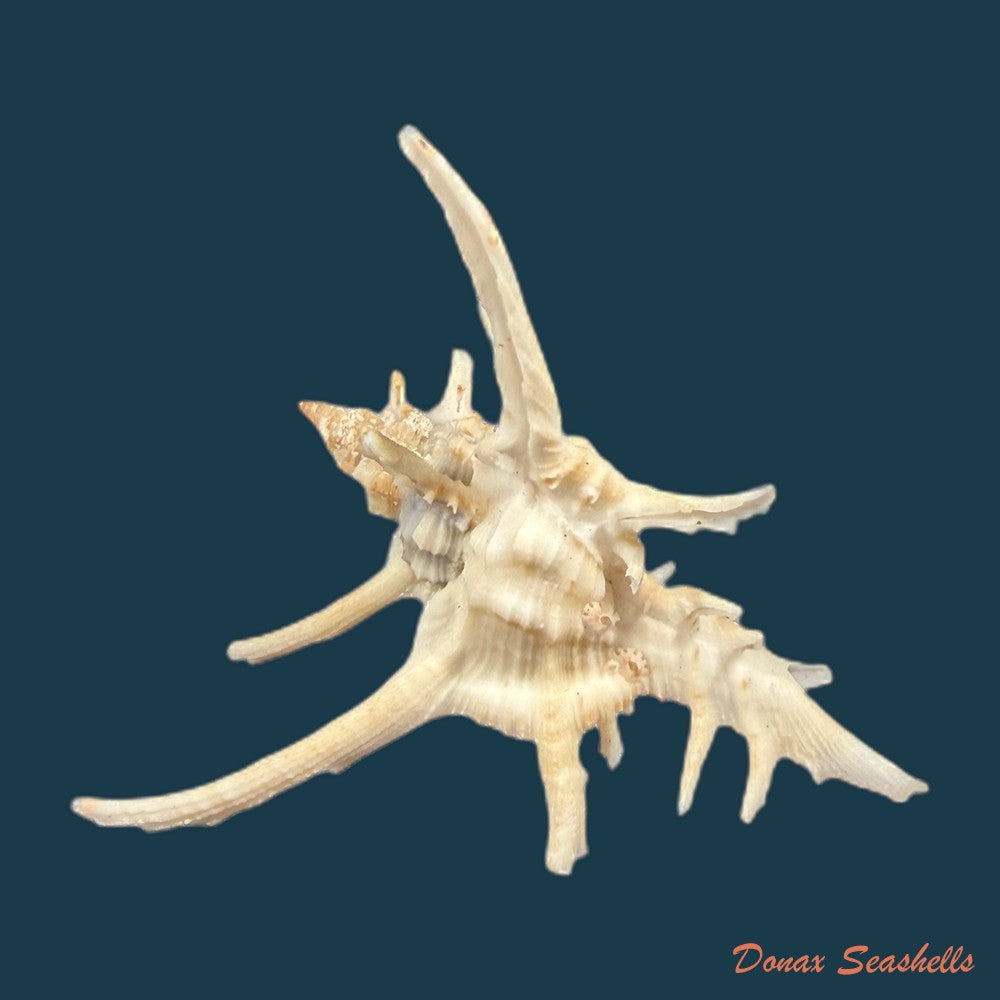 chicoreus-spectrum-reeve-1846-92-1mm-copia