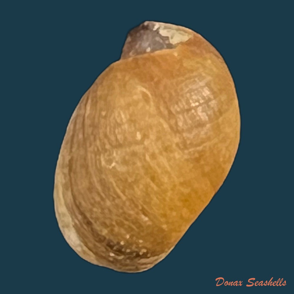 chilina-megastoma-hylton-scott-1958-11-4mm-copia