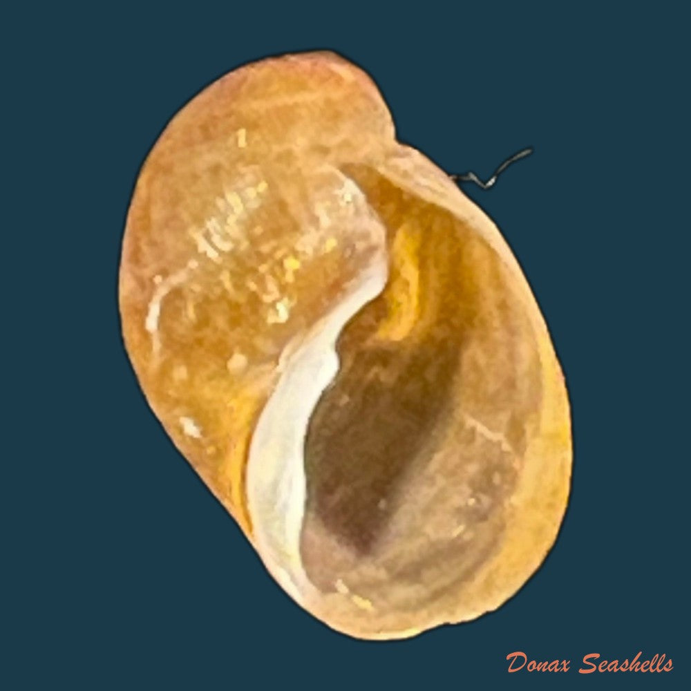 chilina-megastoma-hylton-scott-1958-11-4mm-copia