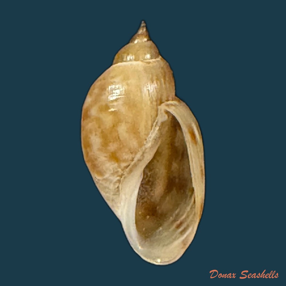 chilina-parchappei-orbigny-1835-25-2mm-copia