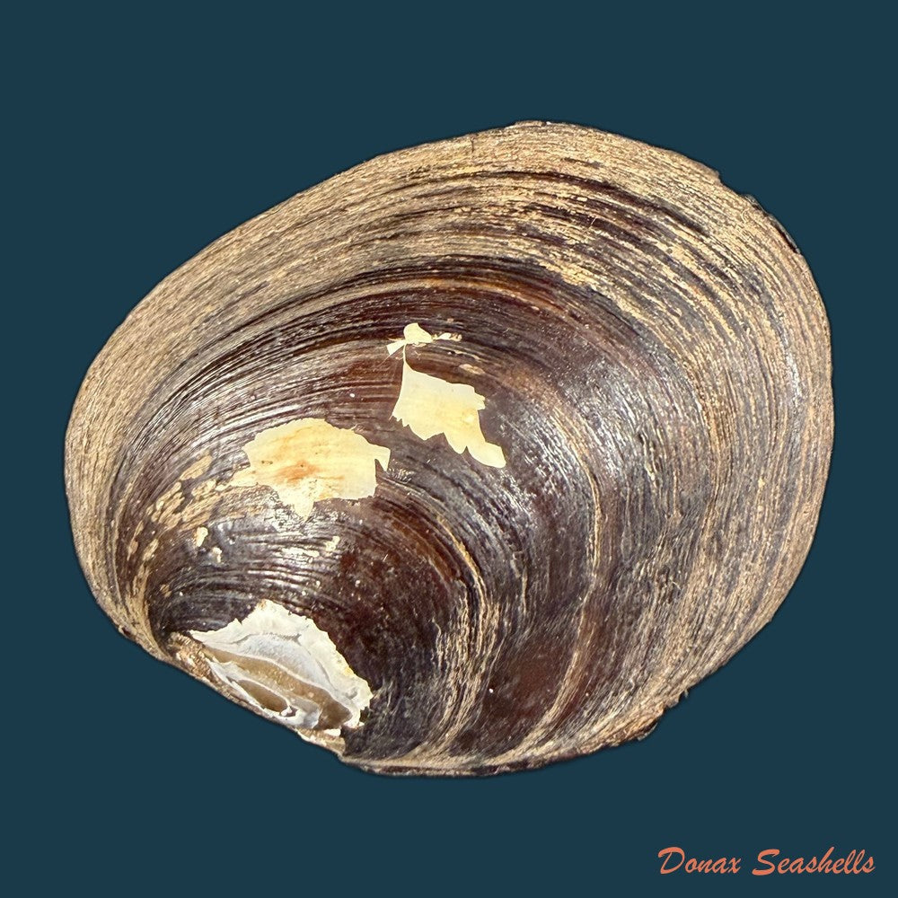 coelatura-kunenensis-mousson-1888-47-5mm-copia