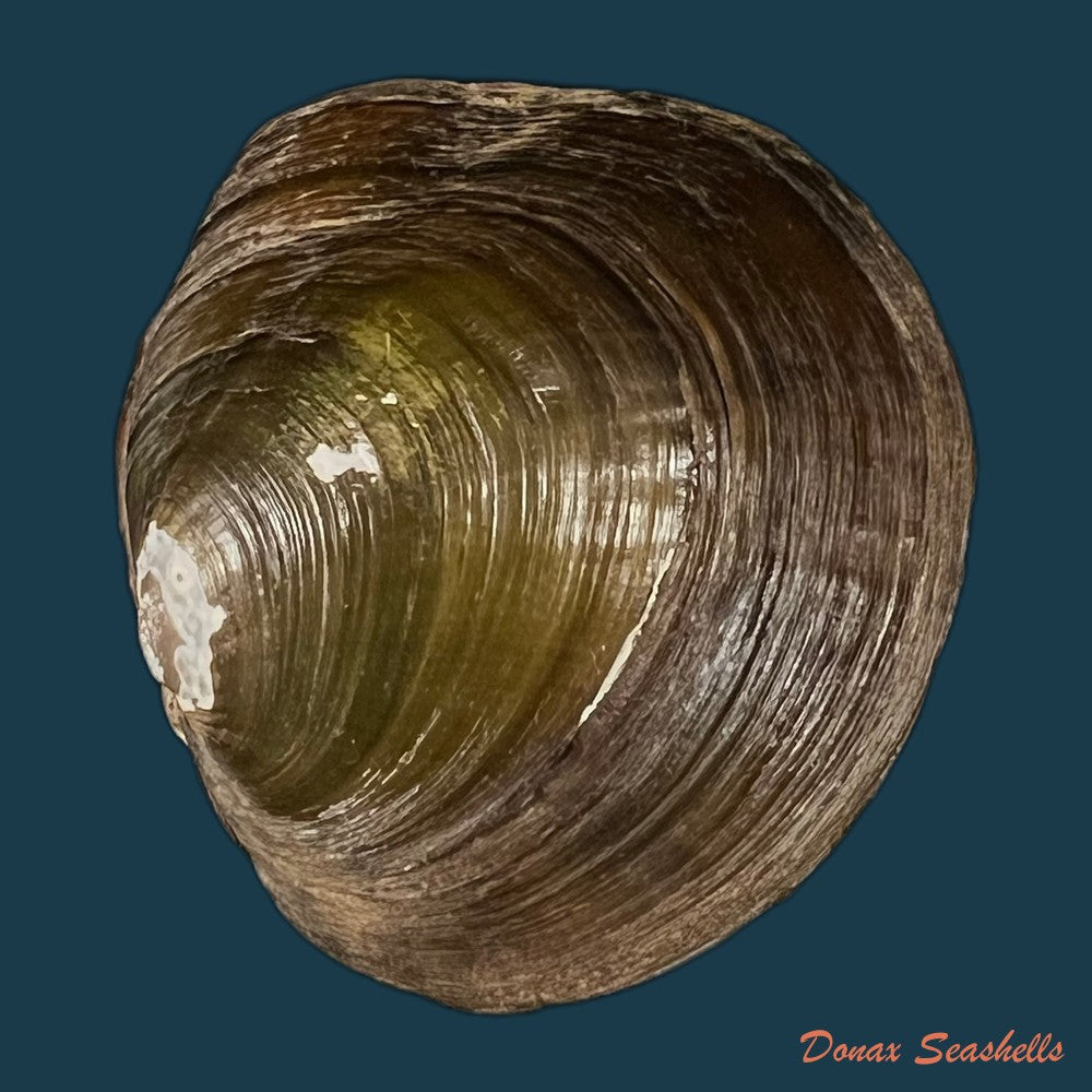 coelatura-kunenensis-mousson-1888-58-6mm-copia