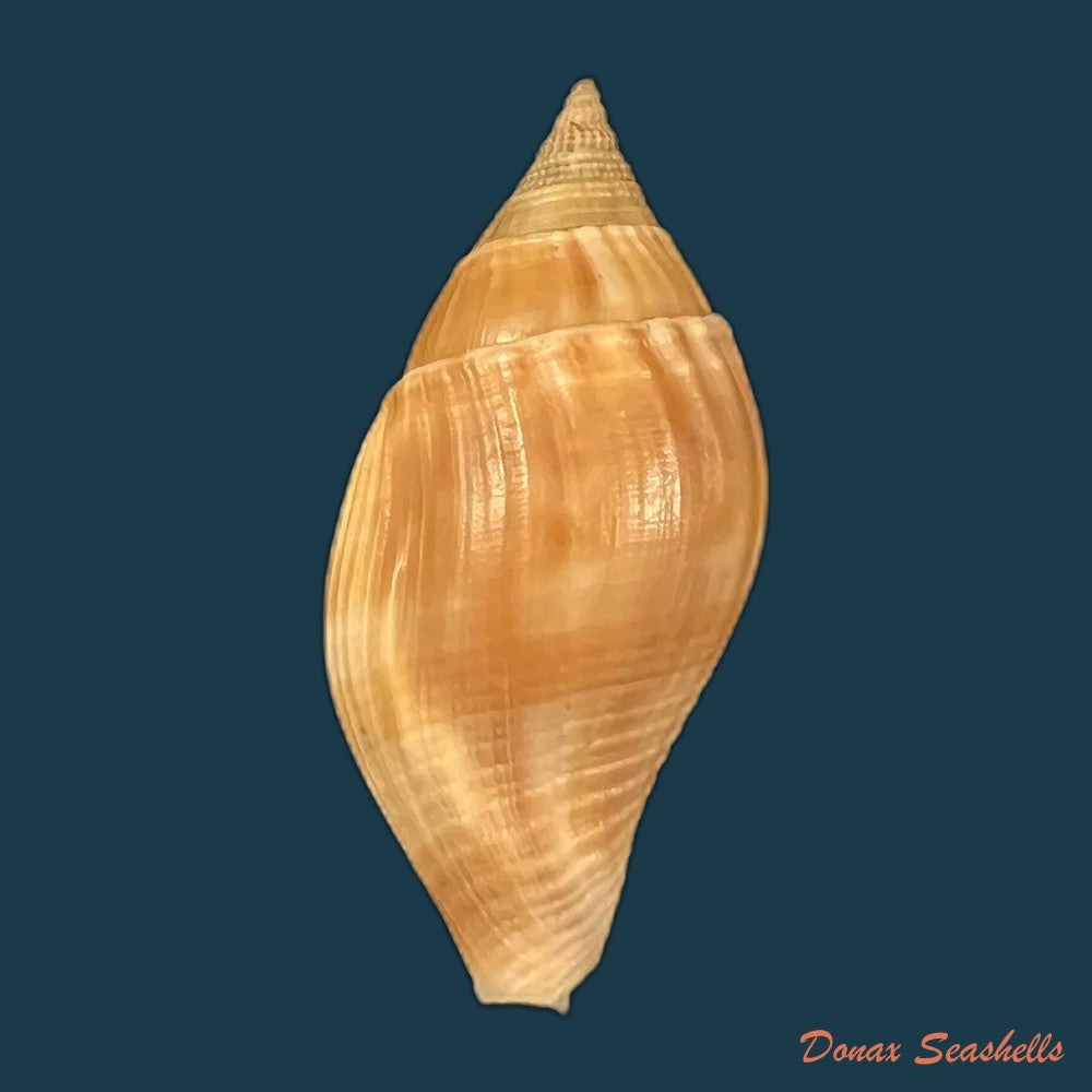 colubraria-testacea-morch-1877-48-5mm-copia