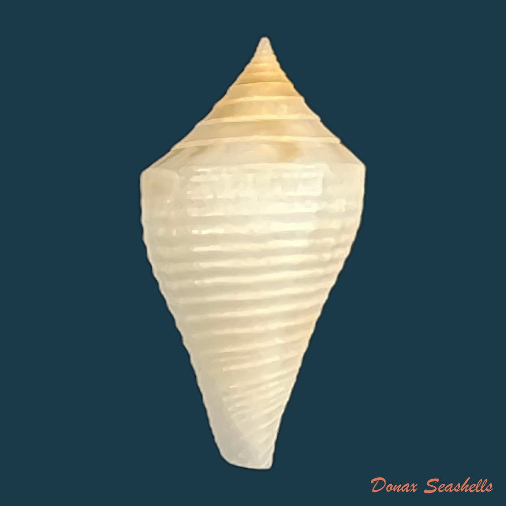 conasprella-bajanensis-nowell-usticke-1968-28-4mm-copia