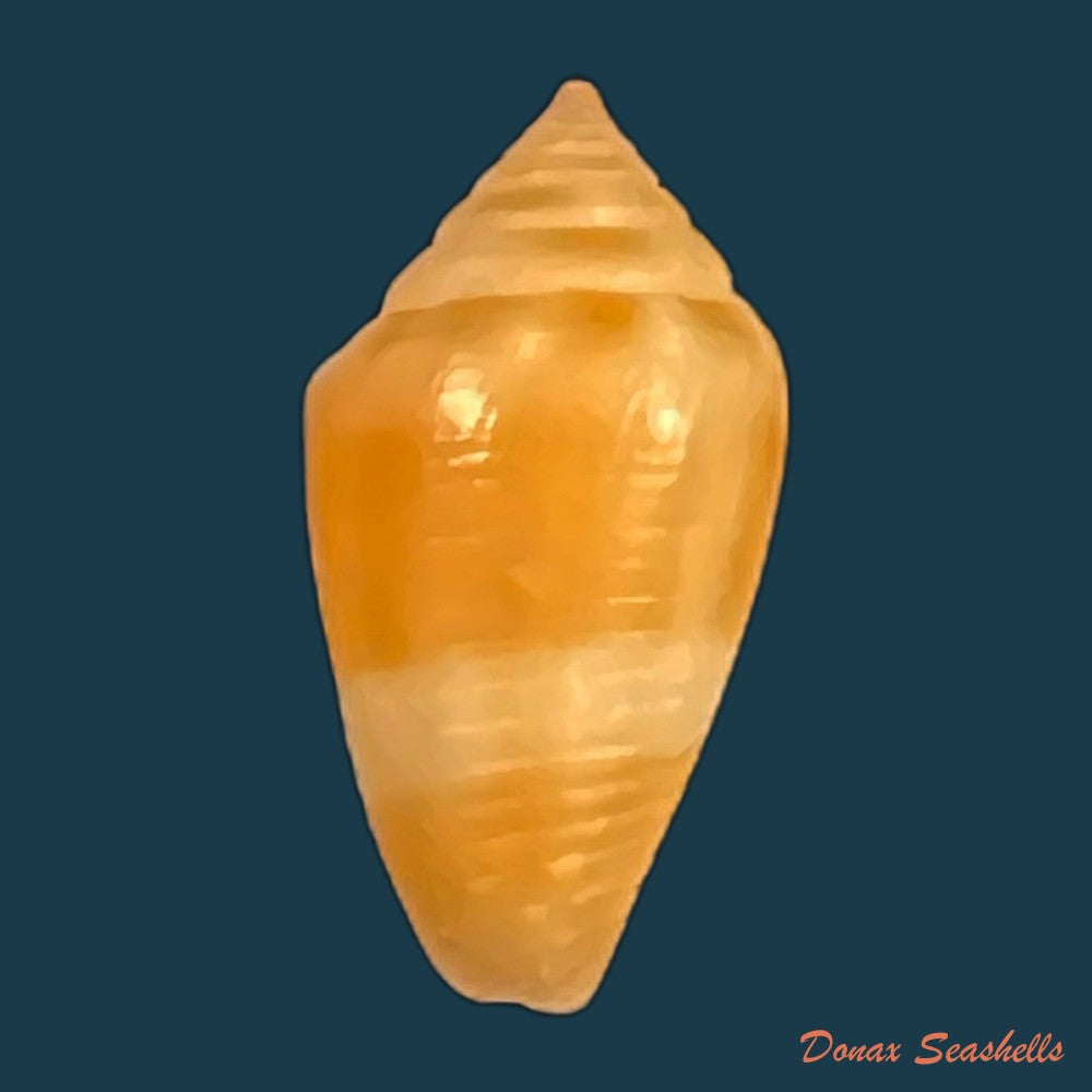 conasprella-damasoi-gray-1839-16-1mm-copia