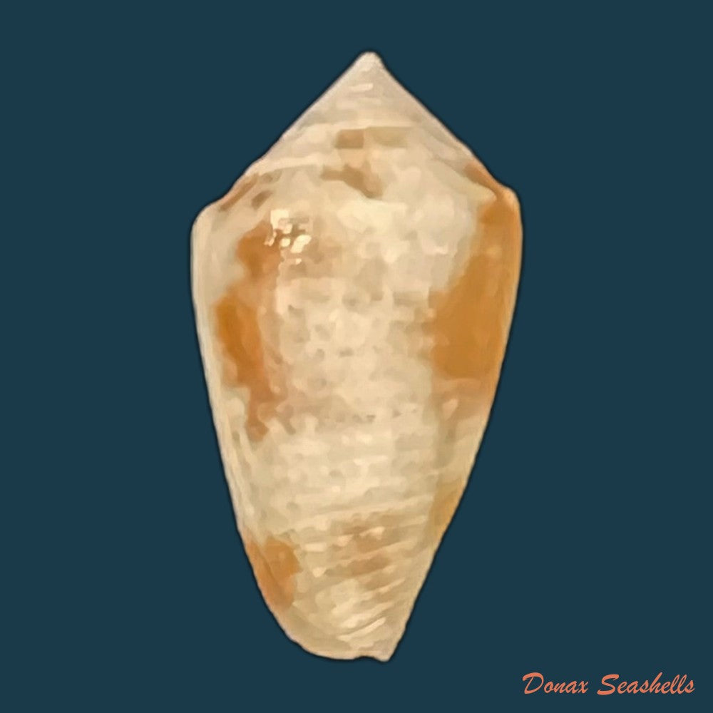 conasprella-ericmonnieri-petuch-r-f-myers-2014-32-9mm-copia