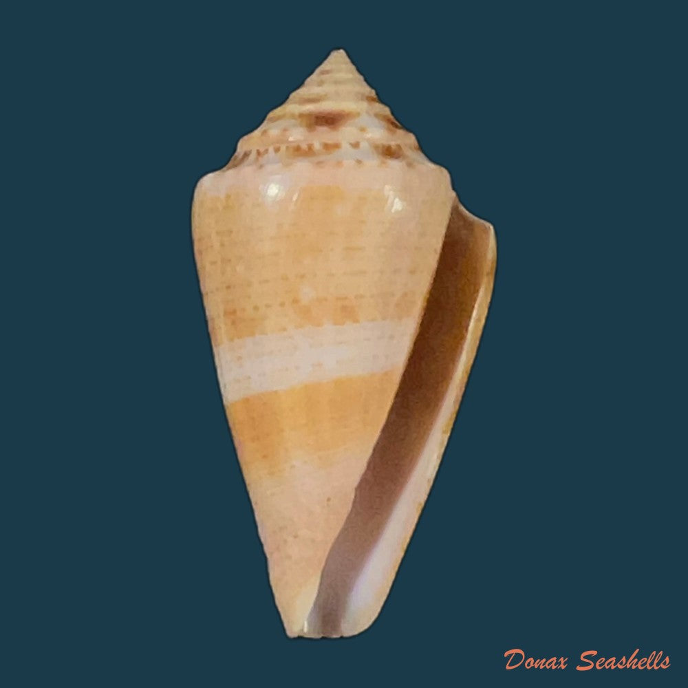 conasprella-ericmonnieri-petuch-r-f-myers-2014-33-2mm-copia-1