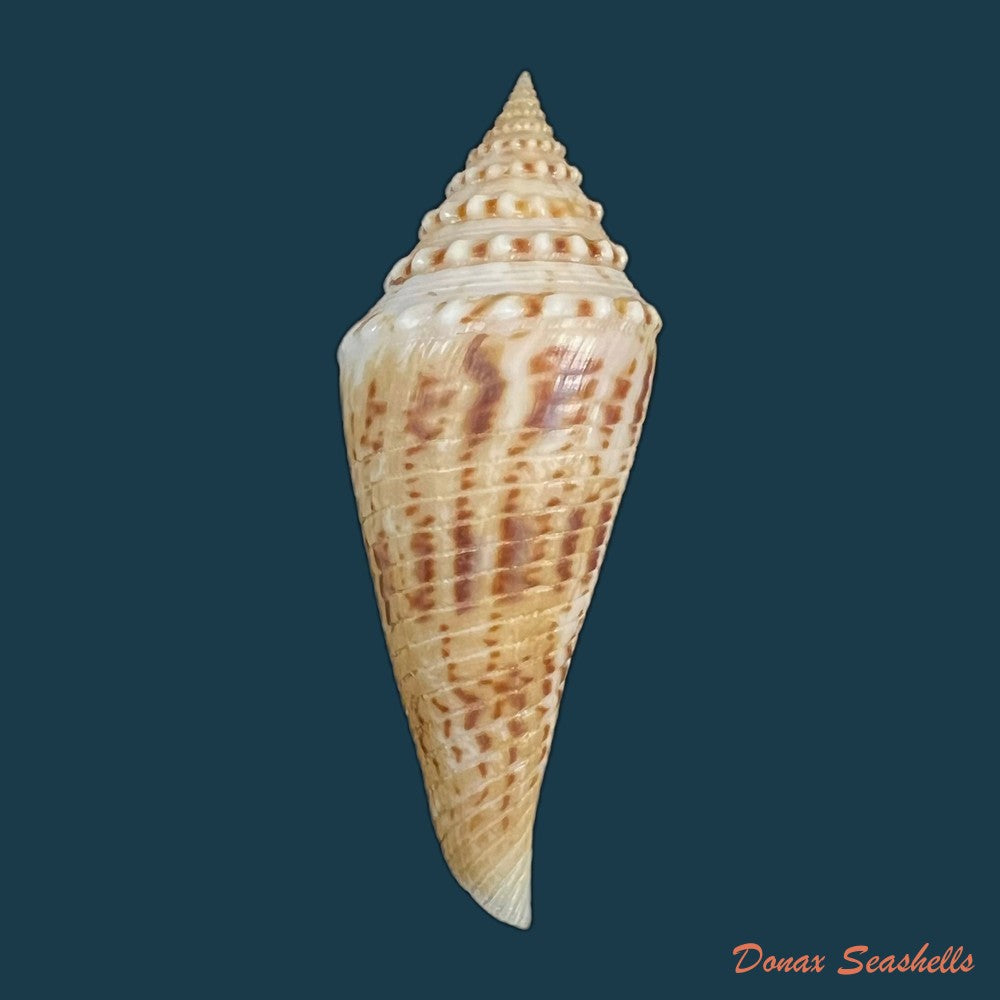 conasprella-ericmonnieri-petuch-r-f-myers-2014-33-2mm-copia