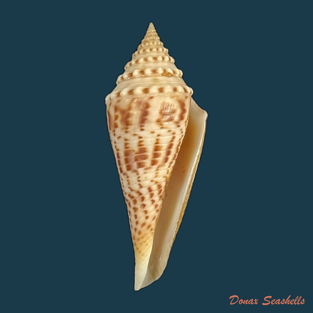 conasprella-ericmonnieri-petuch-r-f-myers-2014-33-2mm-copia