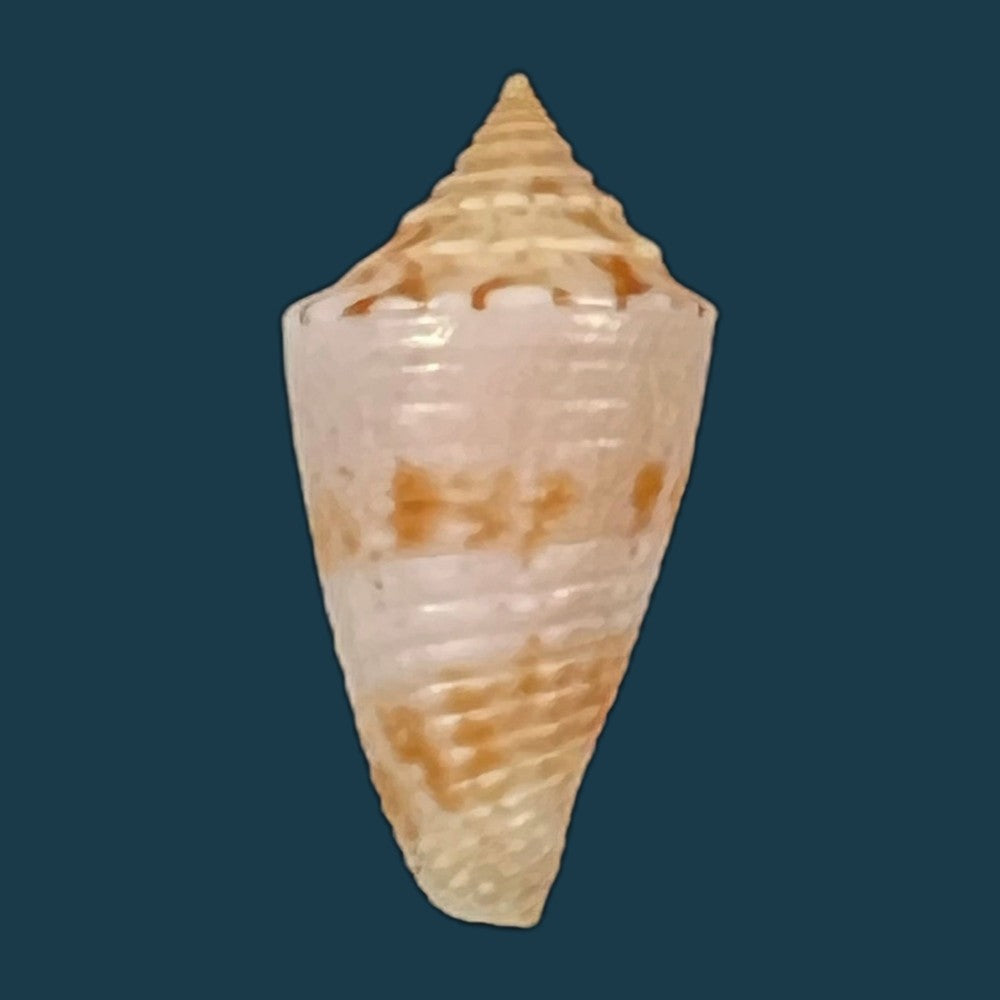 conasprella-icapui-petuch-berschauer-2018-18-6mm-copia