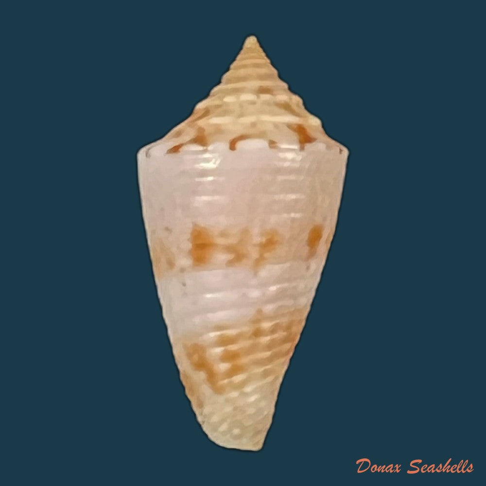 conasprella-icapui-petuch-berschauer-2018-18-6mm-copia