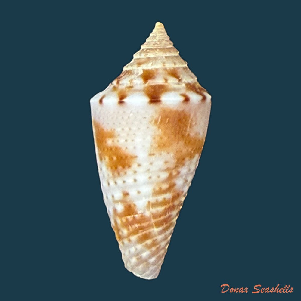 conasprella-icapui-petuch-berschauer-2018-19-3mm-copia