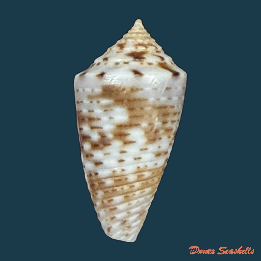 conasprella-ildae-d-monteiro-a-monteiro-2024-19mm-copia