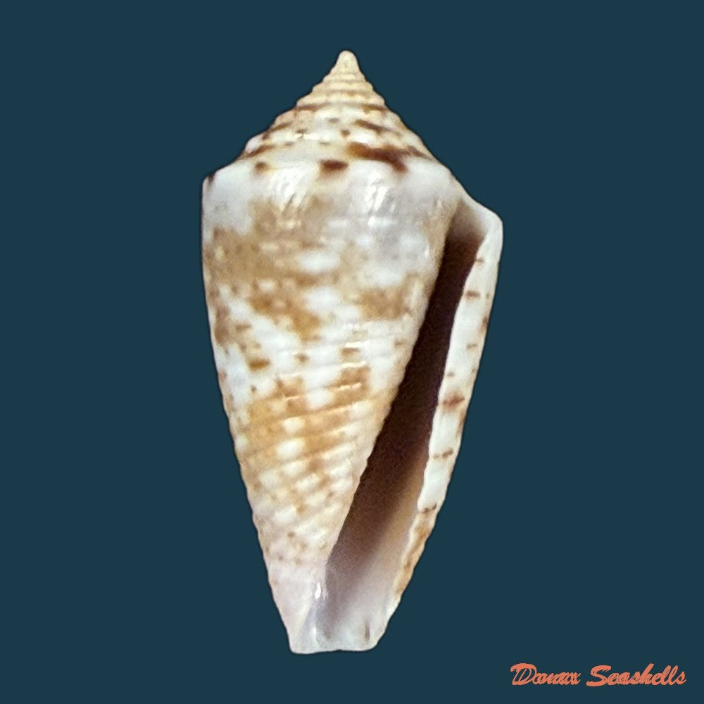 conasprella-ildae-d-monteiro-a-monteiro-2024-19mm-copia