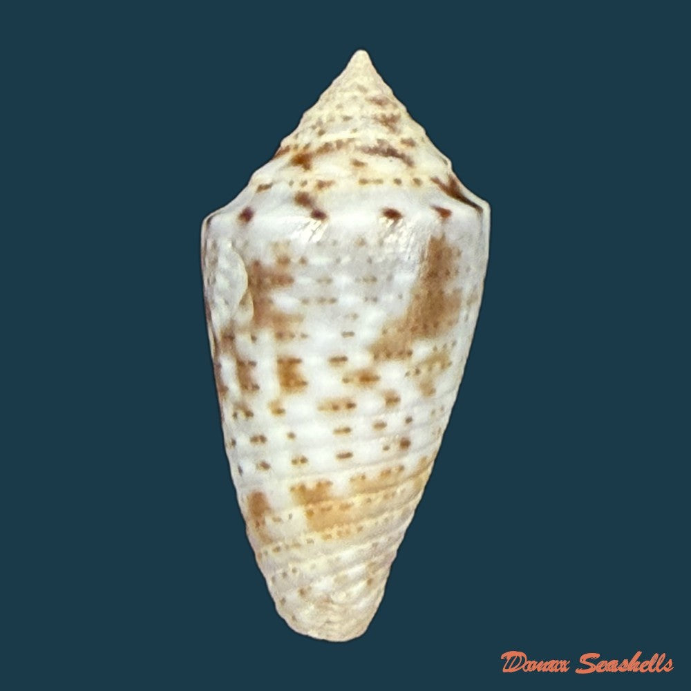 conasprella-ildae-d-monteiro-a-monteiro-2024-20-1mm-copia