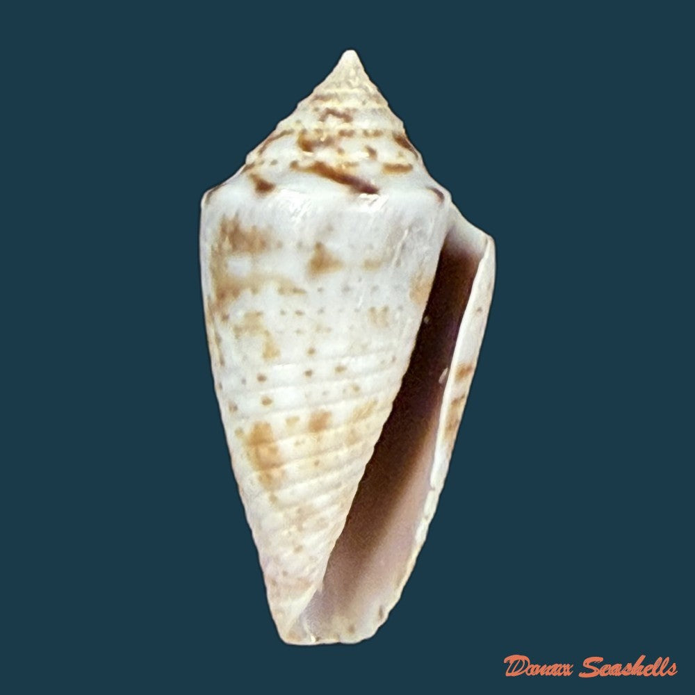 conasprella-ildae-d-monteiro-a-monteiro-2024-20-1mm-copia