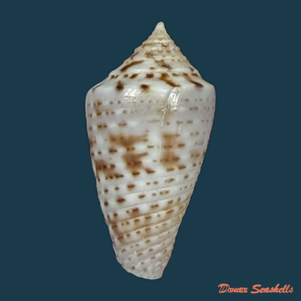 conasprella-ildae-d-monteiro-a-monteiro-2024-20-8mm-copia