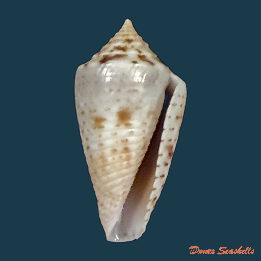 conasprella-ildae-d-monteiro-a-monteiro-2024-20-8mm-copia