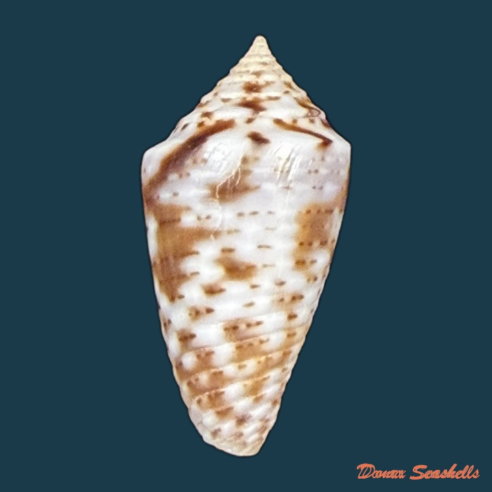 conasprella-ildae-d-monteiro-a-monteiro-2024-21-4mm-copia