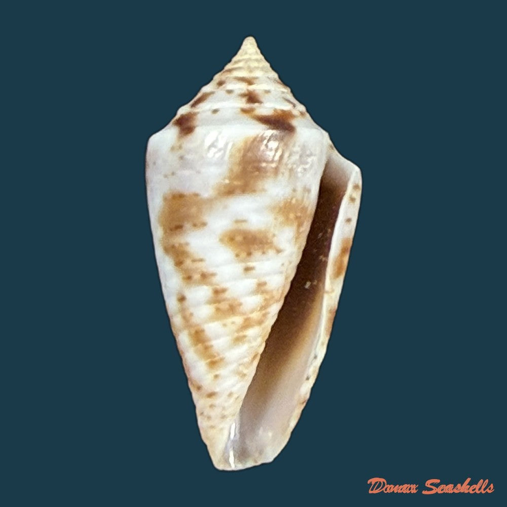 conasprella-ildae-d-monteiro-a-monteiro-2024-21-4mm-copia