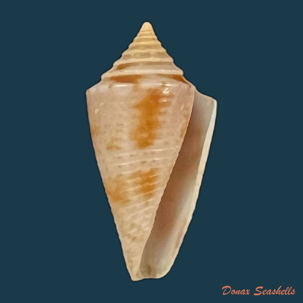 conasprella-itapua-petuch-berschauer-2018-14-9mm-copia