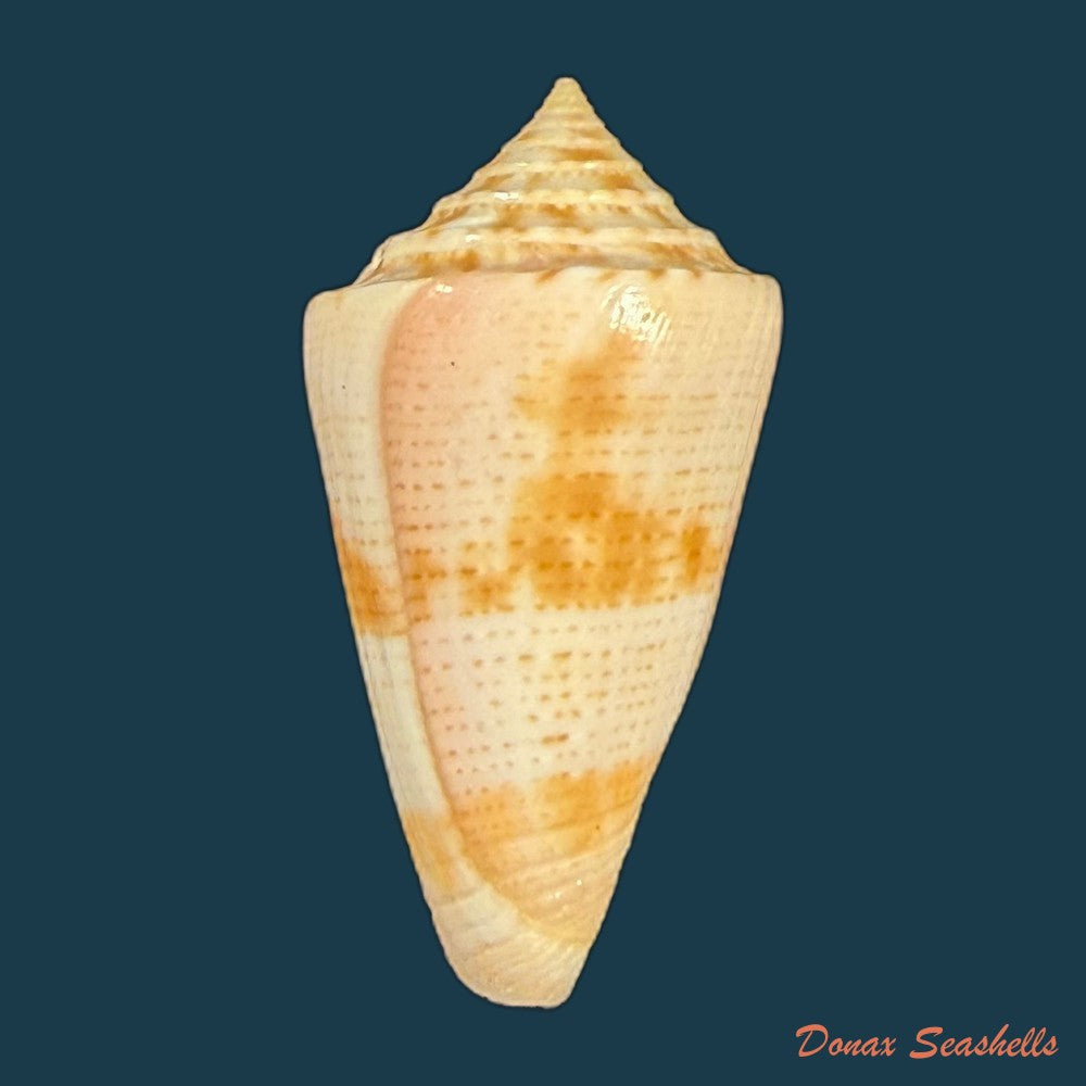 conasprella-mindana-hwass-in-bruguiere-1792-43-4mm-copia