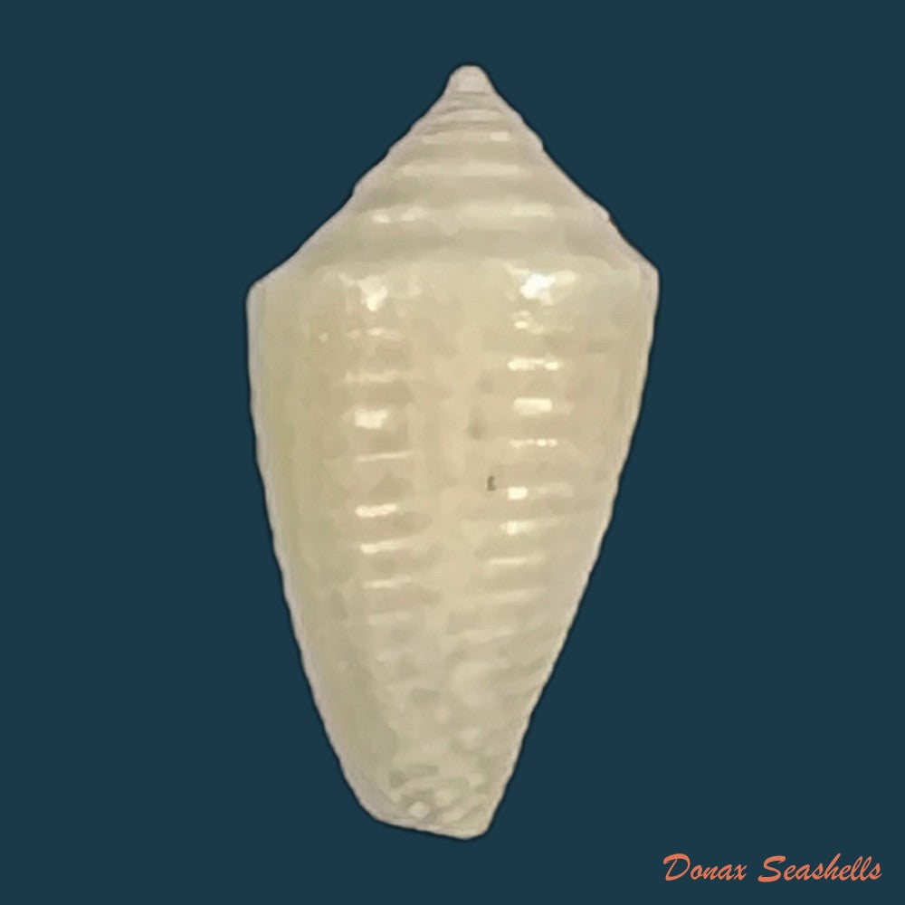 conasprella-pomponeti-petuch-r-f-myers-2014-13-6mm-copia